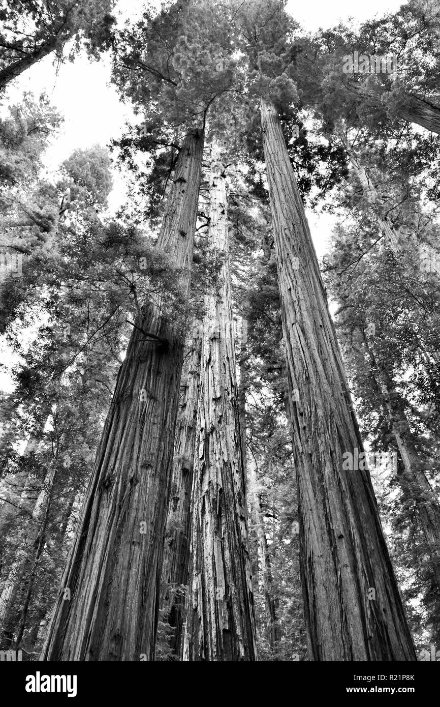 Redwood Bäume im Jedediah Smith Redwoods State Park in Schwarz und Weiß Stockfoto