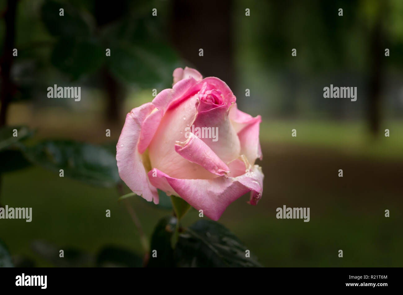 Rose Bud nass mit Tau Stockfoto