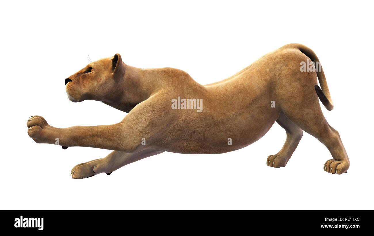 Weibliche Löwe, Löwin Stretching, wildes Tier auf weißem Hintergrund Stockfoto