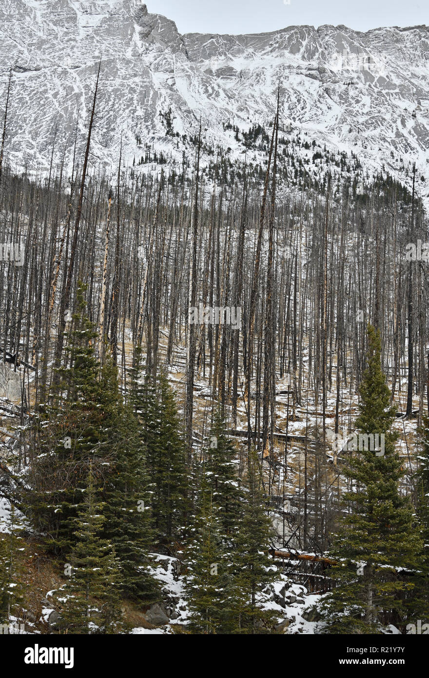 Eine vertikale Landschaft Bild der Bäume in einem devestating Waldbrand im Jahr 2015 am Medicine Lake Jasper National Park in Alberta, Kanada gebrannt Stockfoto