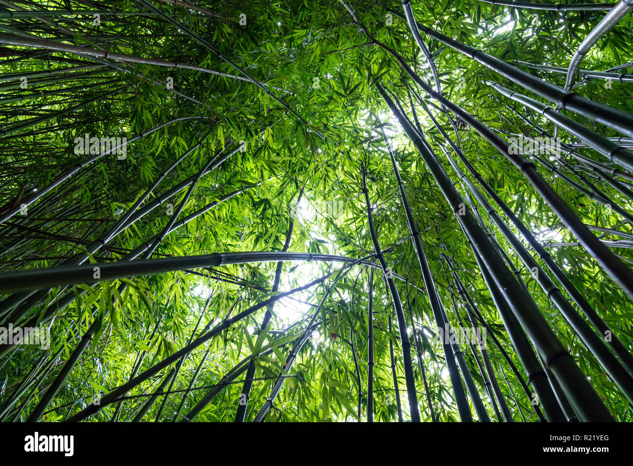 Bambus Wald am Pipiwai Trail (Haleakala National Park, Maui, Hawaii) Stockfoto