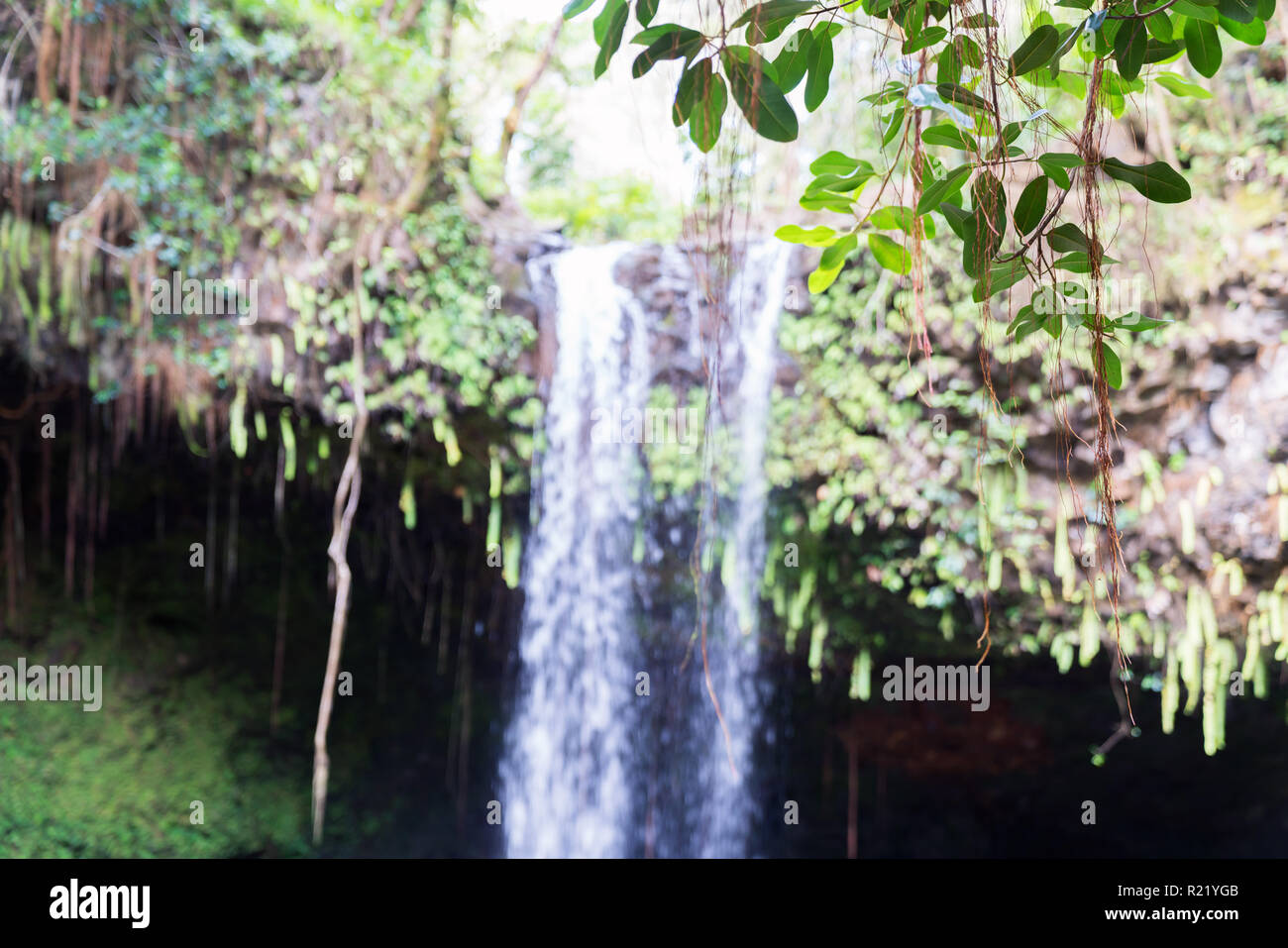 Isolierte Laub an Wasserfällen auf der Insel Maui, Hawaii Stockfoto