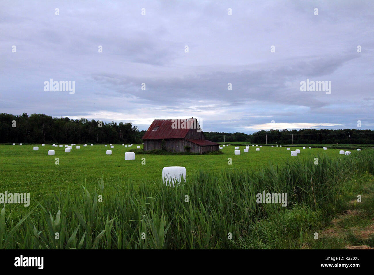 Rollen von Heu in Kunststoff verpackte Dot eine Wiese um eine Scheune am Highway 138 in der Nähe von Trois Rivieres, Quebec, Kanada Stockfoto