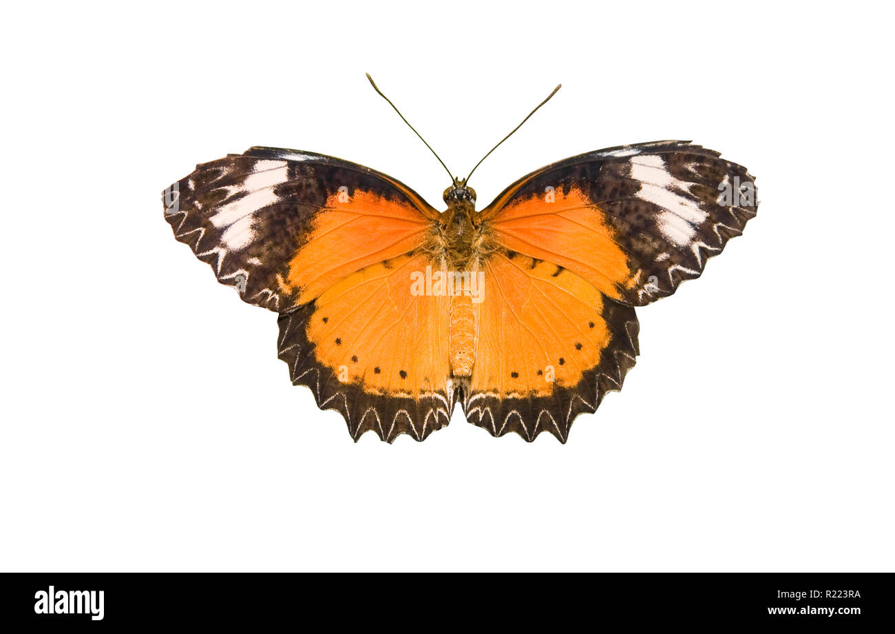 Orange Schmetterling isoliert auf weiss Stockfoto