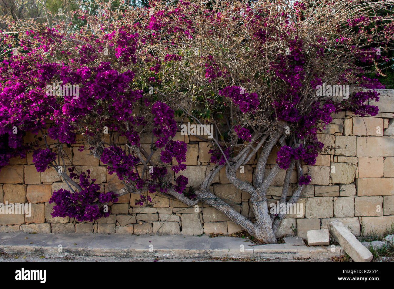 Wilde Blumen im Frühling, lila Bougainvilleas, Malta Stockfoto