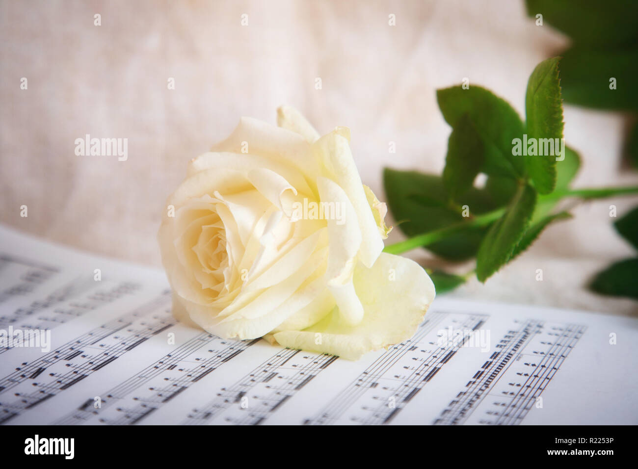 Zarte Hintergrund mit weißen Rose und Noten. Vintage Style. Stockfoto