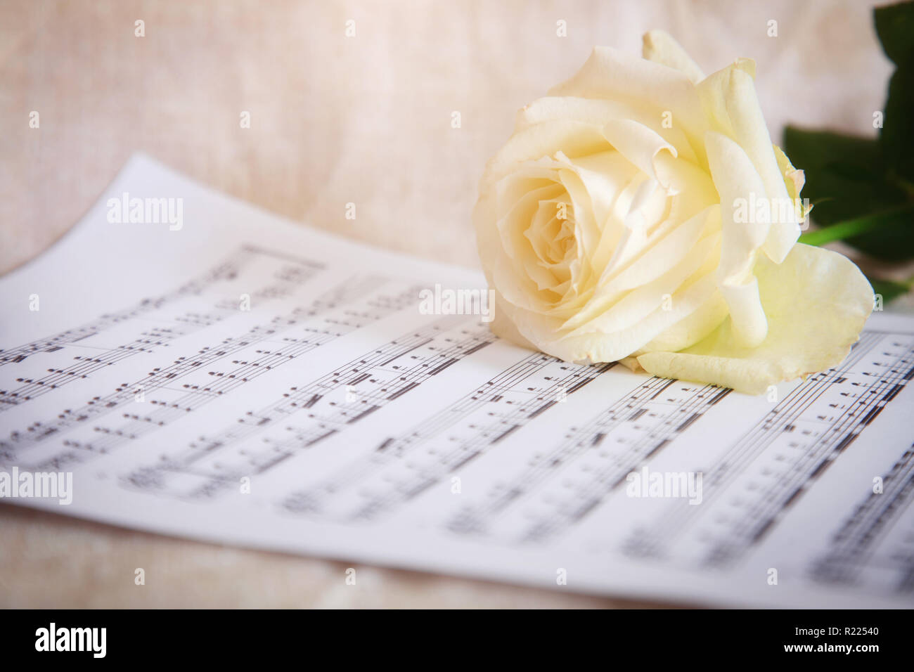 Zarte Hintergrund mit weißen Rose und Noten. Vintage Style. Stockfoto