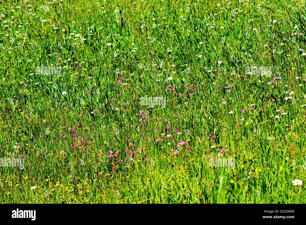 Typische Tiefland Heu Wiese mit hoher Artenvielfalt (Slowenien). Stockfoto