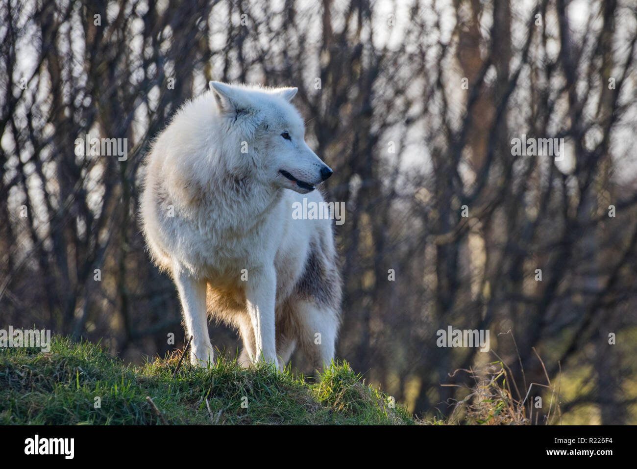 Arctic Wolf Canis Lupus Arctos Auch Bekannt Als Der Weisse Wolf Oder Polar Wolf Stockfotografie Alamy