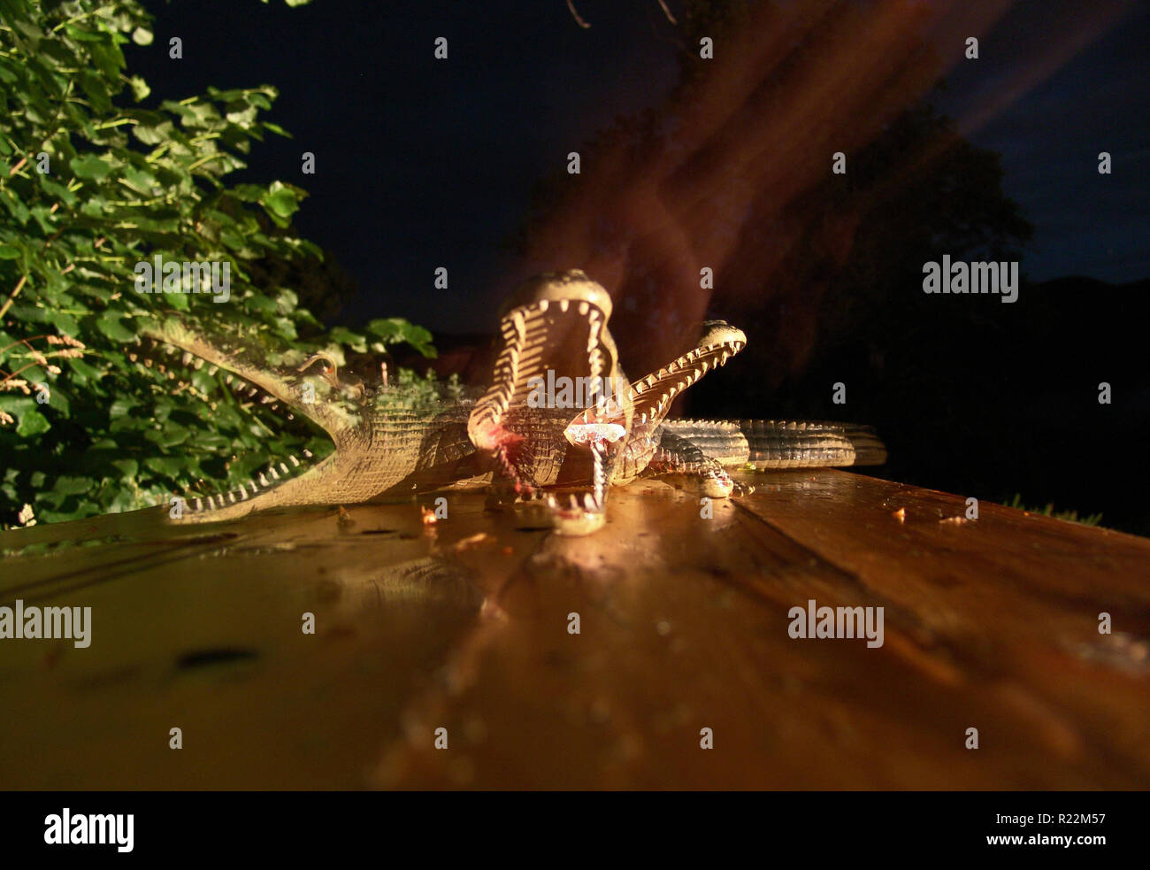 Das Krokodil Angriff Stockfoto