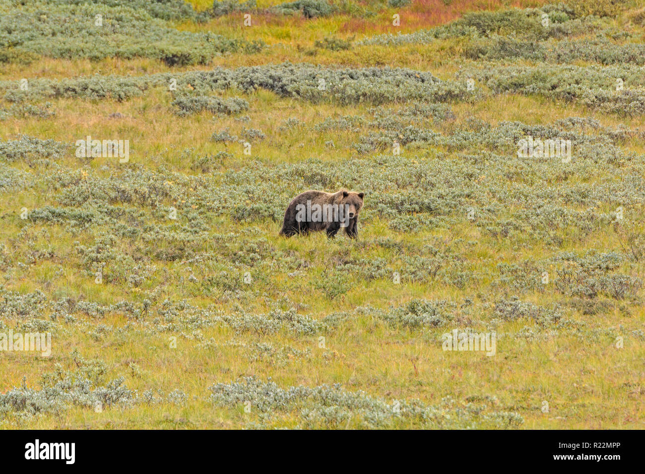Grizzly Bär in der Tundra von Denali Nationalpark in Alaska Stockfoto