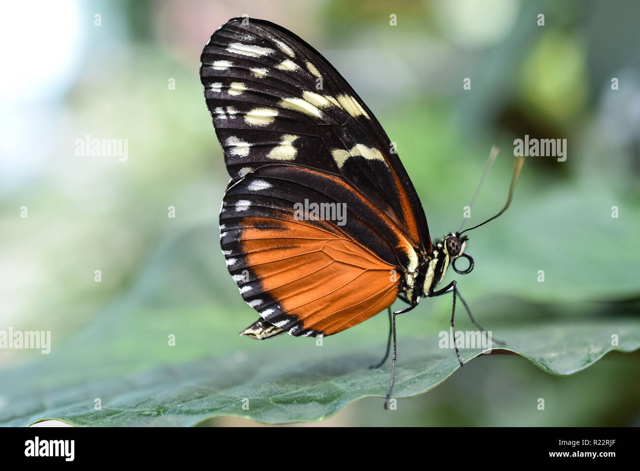 Schöne Tiger Longwing Butterly, Heliconius hecale Stockfoto