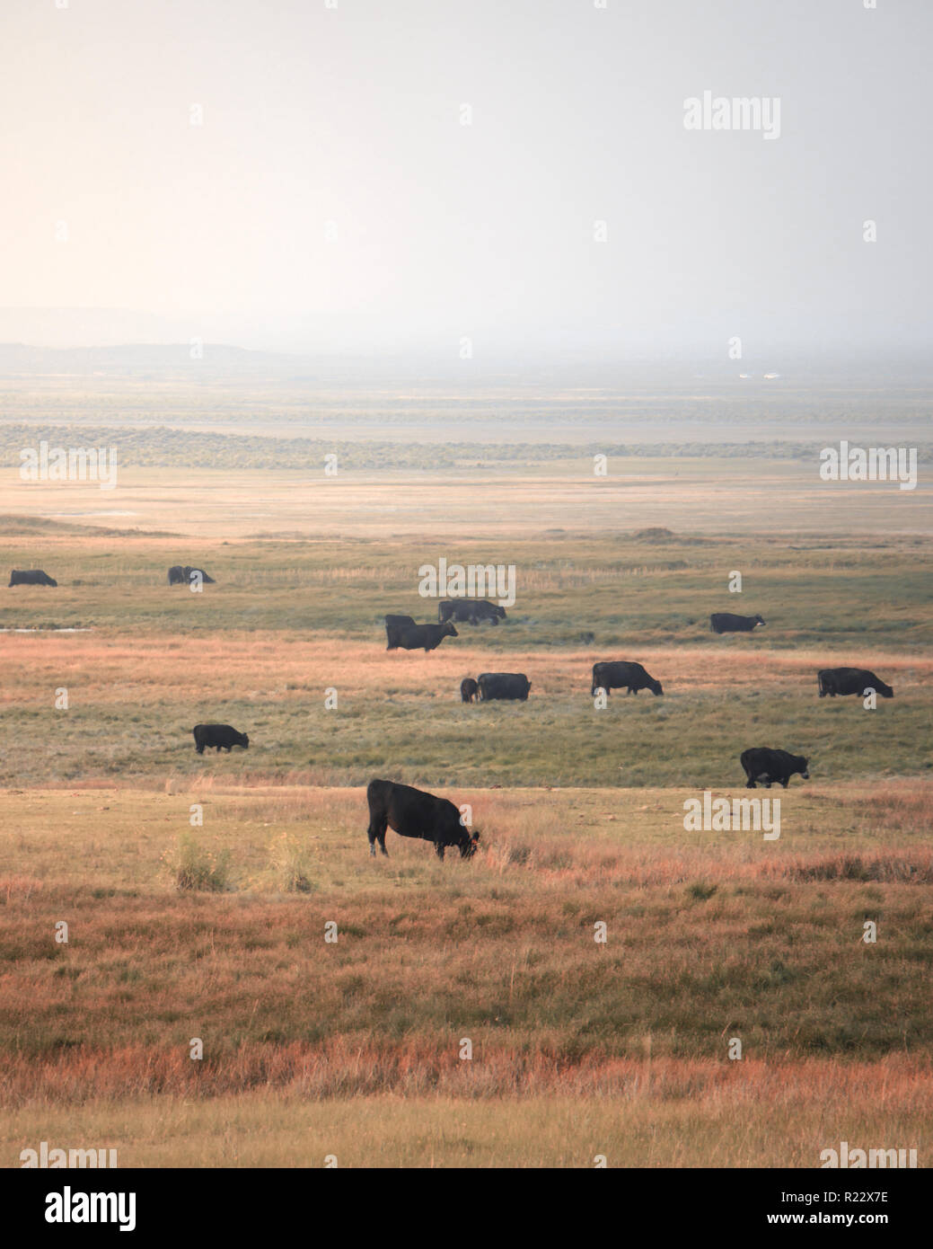 Mehrere Kühe grasen goldenen und grünen Gras gegen einen dunstigen Himmel die verblasst. Stockfoto