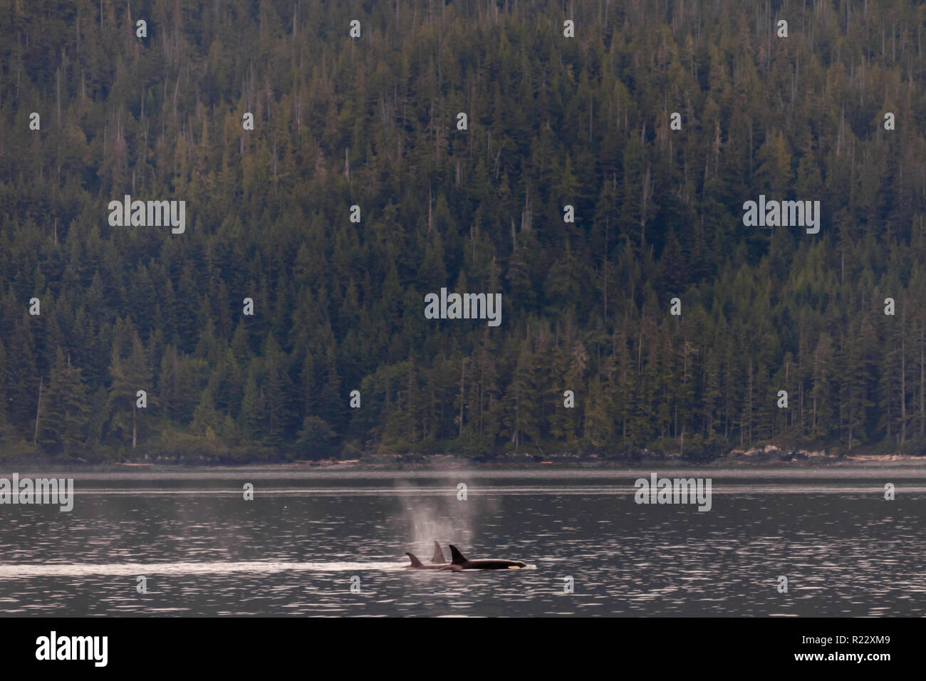 Orcas schwimmen und spielen in der Johnstone Strait in British Columbia, Kanada Stockfoto