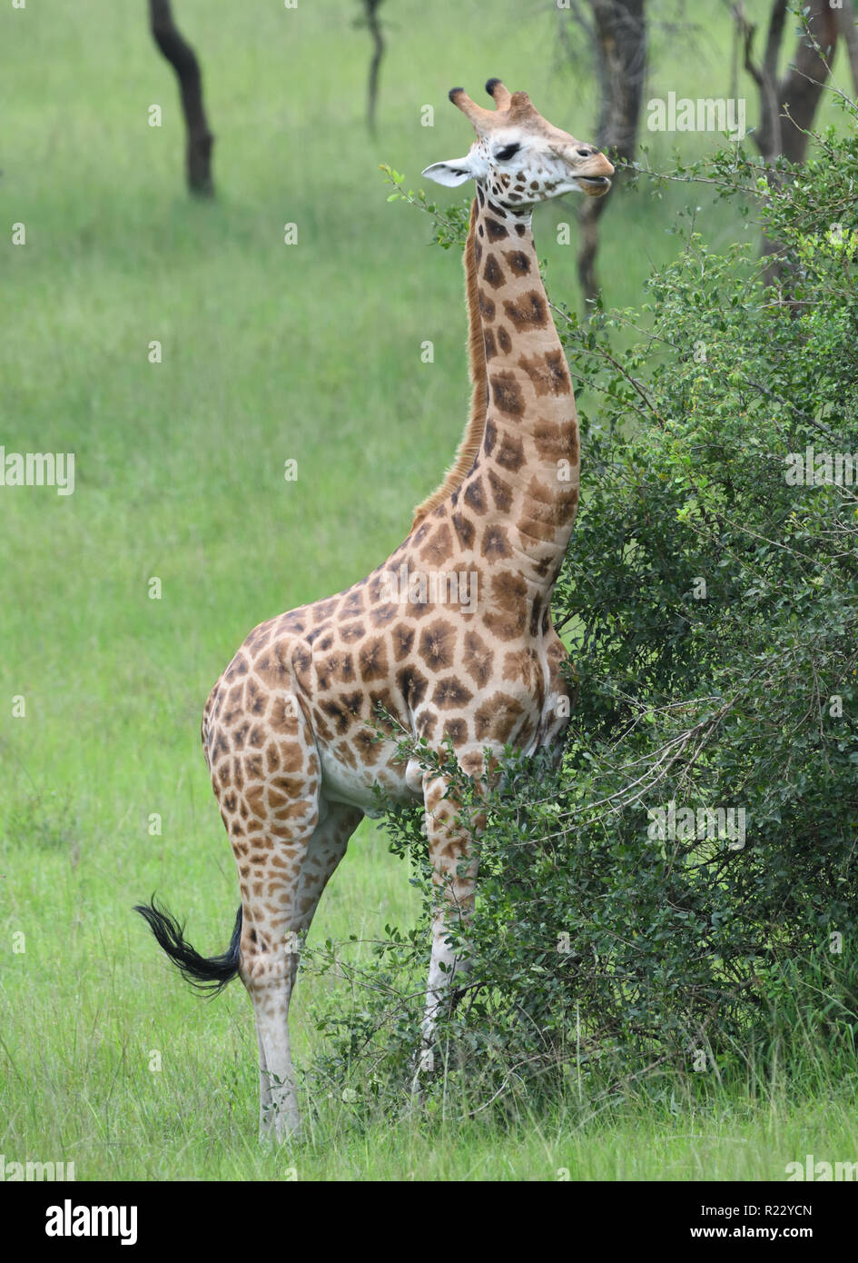 Eine bedrohte rothschild's Giraffe (Giraffa Camelopardalis victoriae) aus Gründen der Bestandserhaltung zum Queen Elizabeth National Park verlegt. Quee Stockfoto