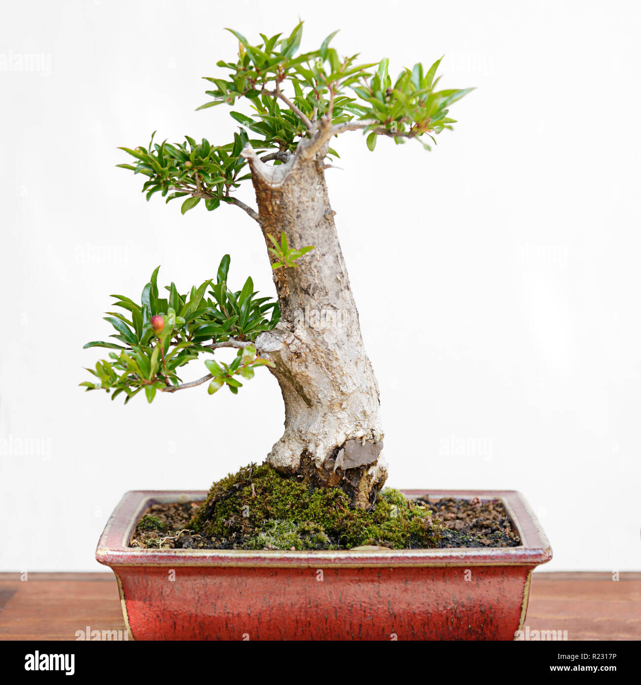 Granatapfel (punica Granatum) Bonsai auf einem Holztisch und weiem  Hintergrund Stockfotografie - Alamy