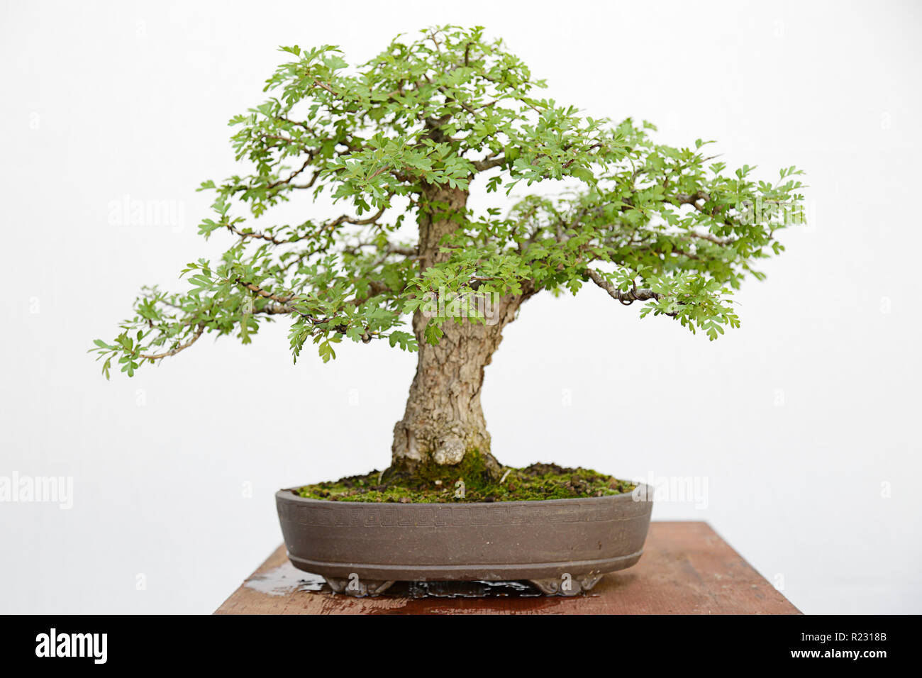 Common hawthorn (Rosa moschata) Bonsai auf einem Holztisch und weißem Hintergrund Stockfoto