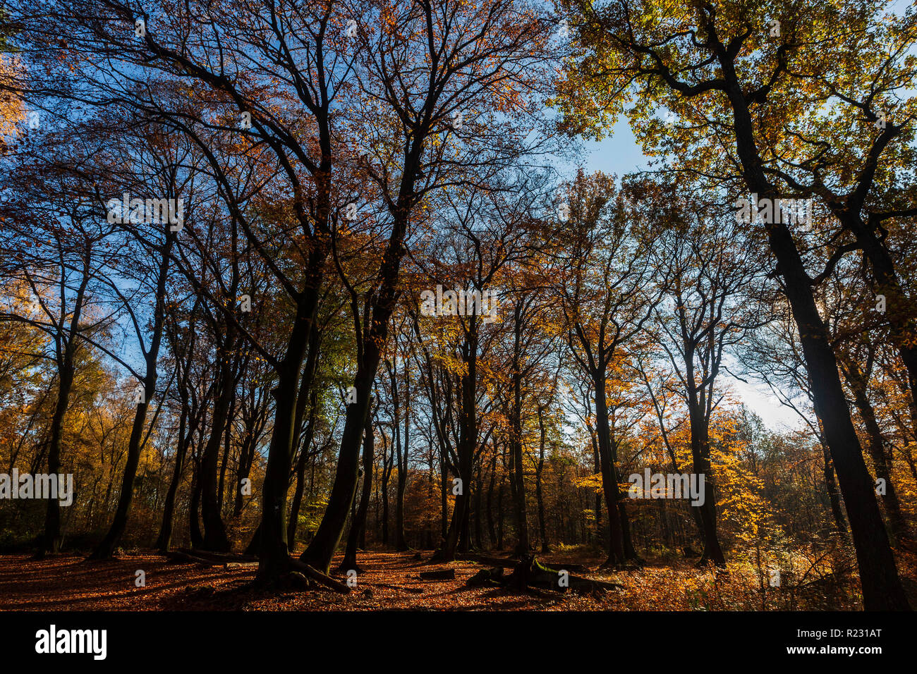Laubwald mit Gemeinsamen Europäischen Buche (Fagus sylvatica) Lager buntes Laub im Herbst, Mülheim an der Ruhr, Deutschland Stockfoto