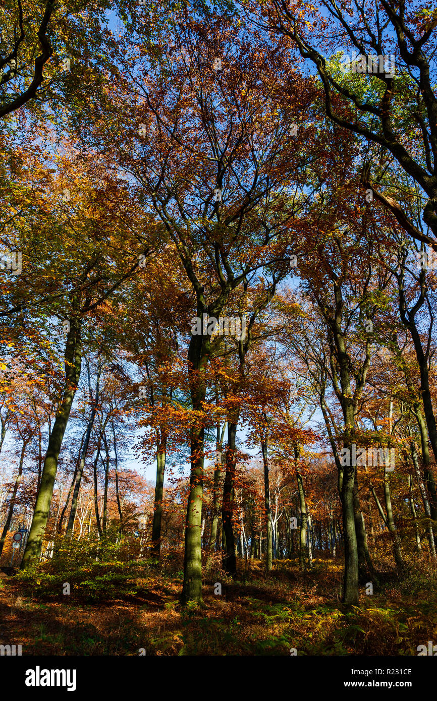 Laubwald mit Gemeinsamen Europäischen Buche (Fagus sylvatica) Lager buntes Laub im Herbst, Mülheim an der Ruhr, Deutschland Stockfoto