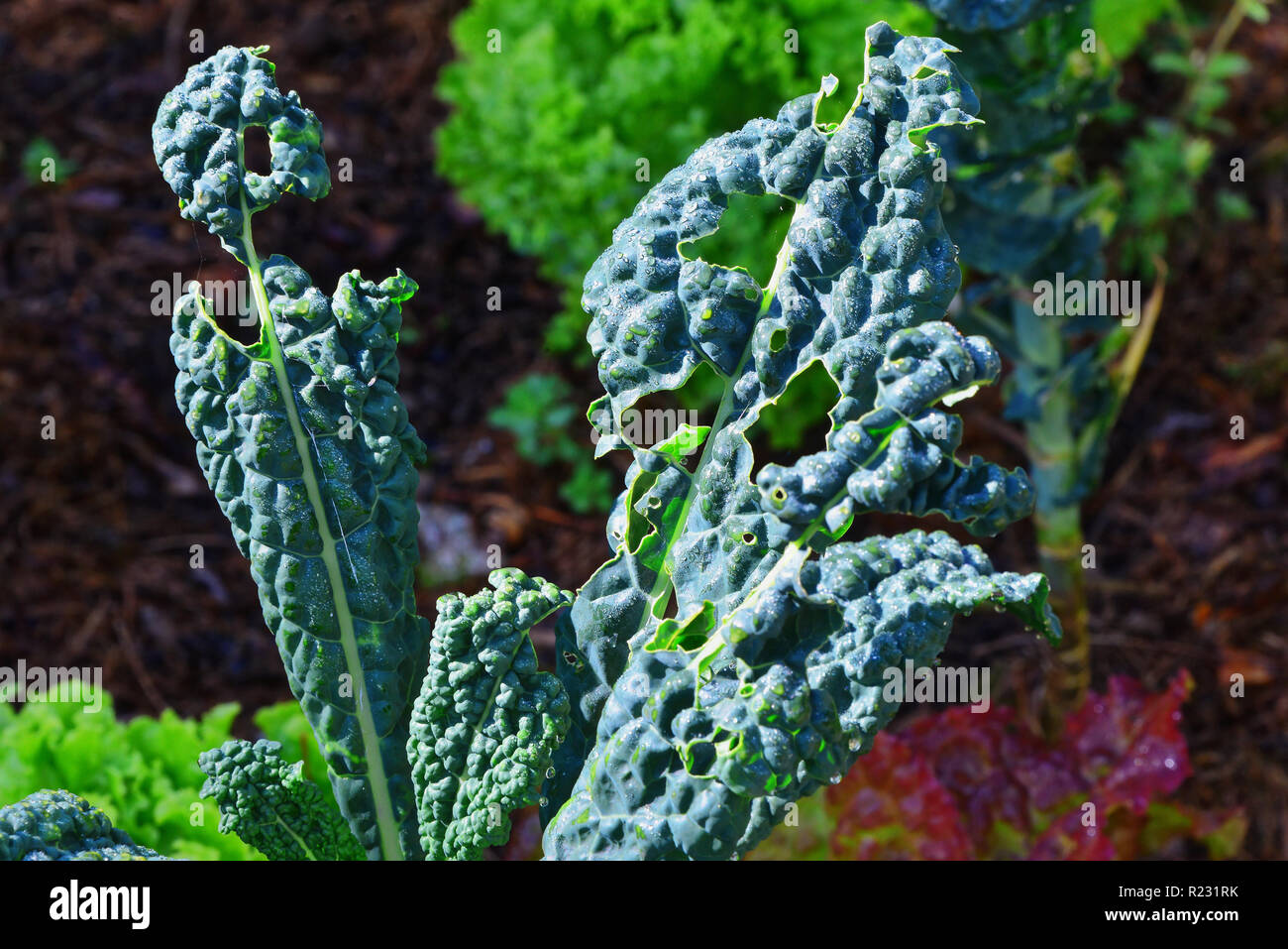 Silber Zuckerrüben im Hause Gemüsegarten mit Caterpillar Löcher in die Blätter gekaut. Stockfoto