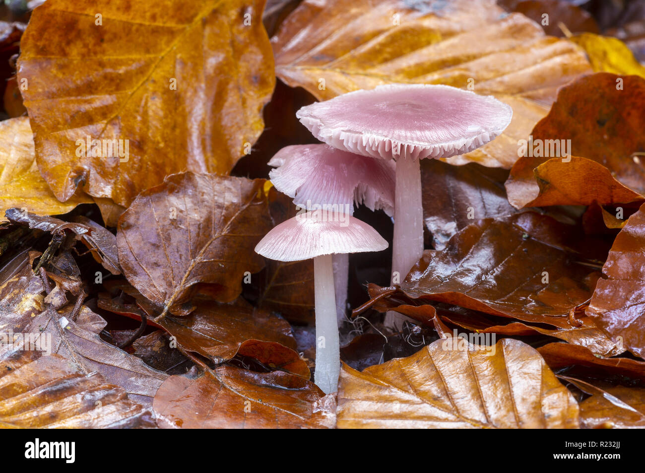 Rosa Motorhaube Pilz, Mycena rosea, Schnäppchen, Holz, Wye Valley, Monmouthshire, Wales, November, Stockfoto