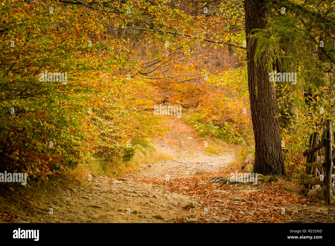 Herbst Landschaft Foto in den polnischen Beskiden, Grabowa genommen. Stockfoto