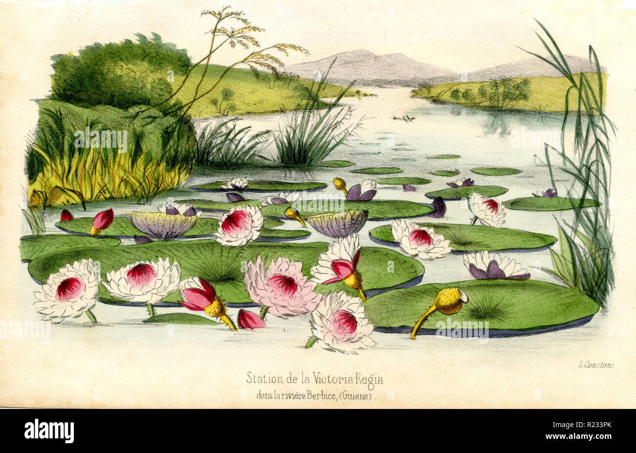 Amazon giant Seerose < Victoria amazonica Syn. Victoria Regia > auf dem Fluss Berbice, Guayna, L. Constans Stockfoto