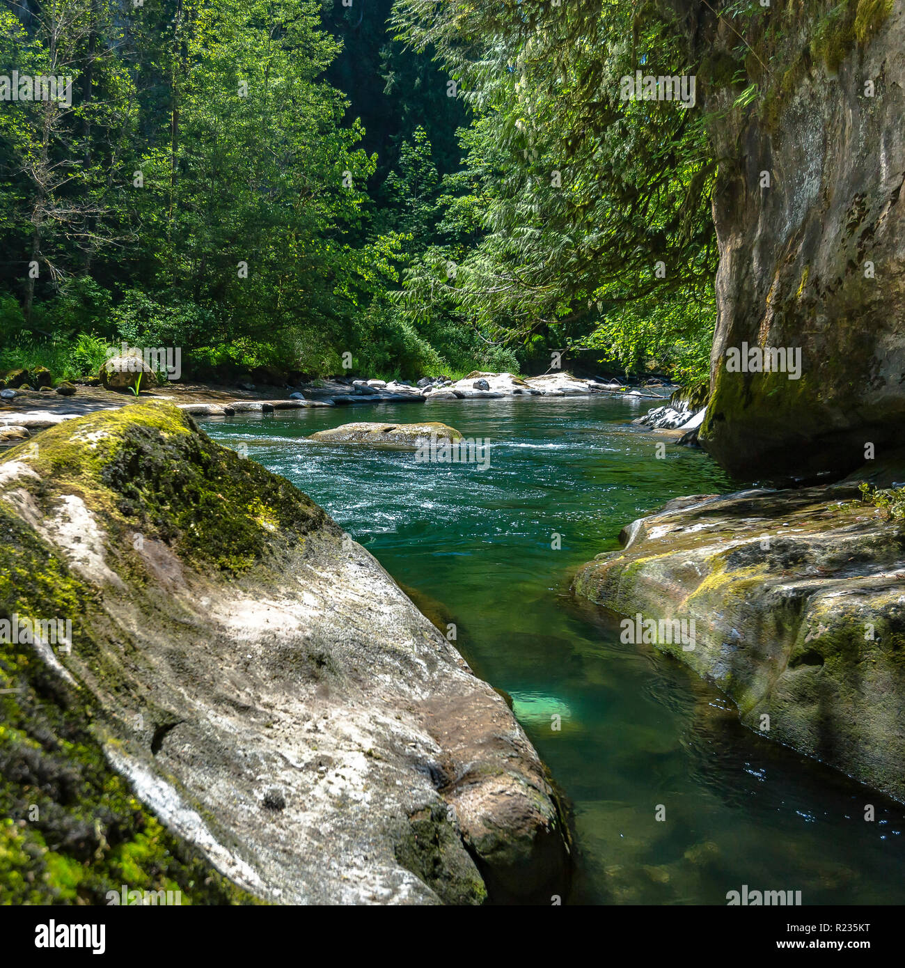 Rocky Creek in Washington Wald an einem sonnigen Tag Stockfoto