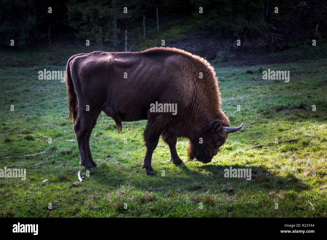 Bison vom Aussterben bedroht in der Nähe von Windeshausen in der Nähe von Bad Berleburg im Sauerland, in denen nur die frei erkundbare Herde in Deutschland vom Aussterben bedrohte Wisente in der Umgebung von Windeshausen in Bad Berleburg im Sauerland, einzige freilebende Herde in Deutschland durch die Wälder zieht sterben. Stockfoto