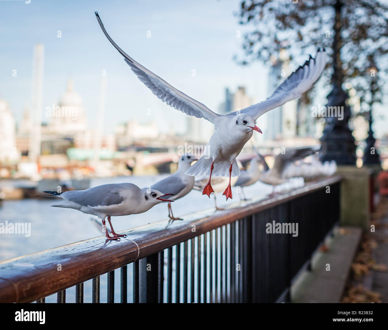 Flug der Möwen auf der South Bank in London. Stockfoto