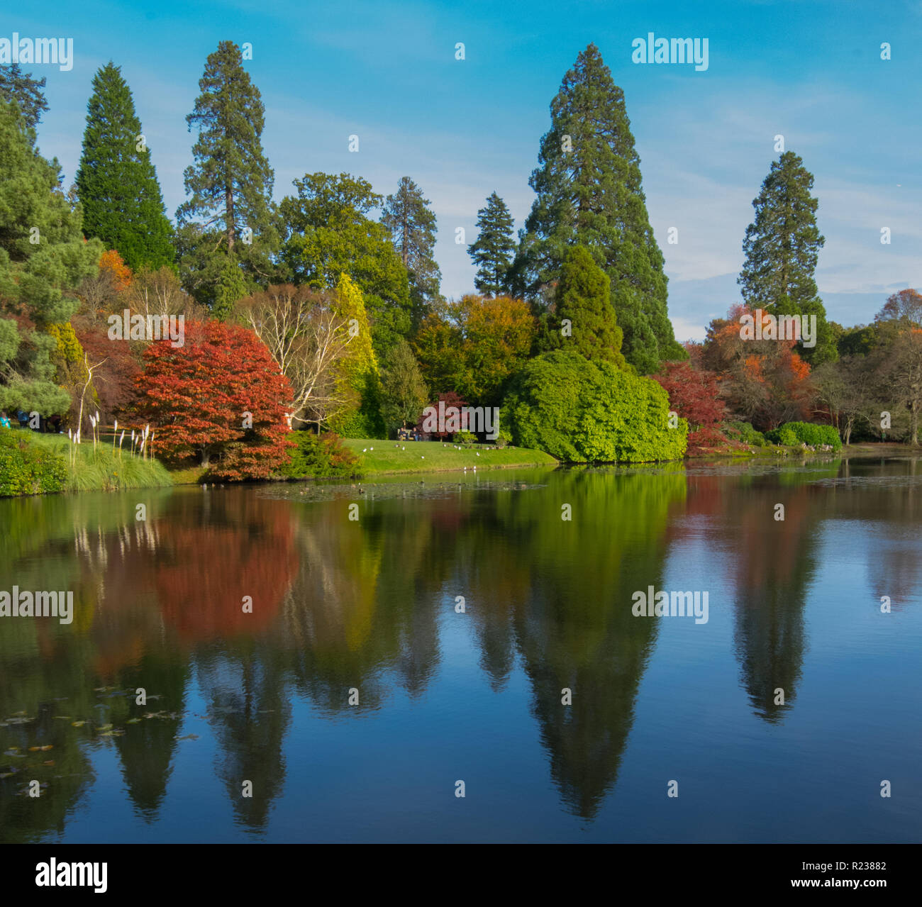 Bäume im Herbst auf einem See spiegeln Stockfoto