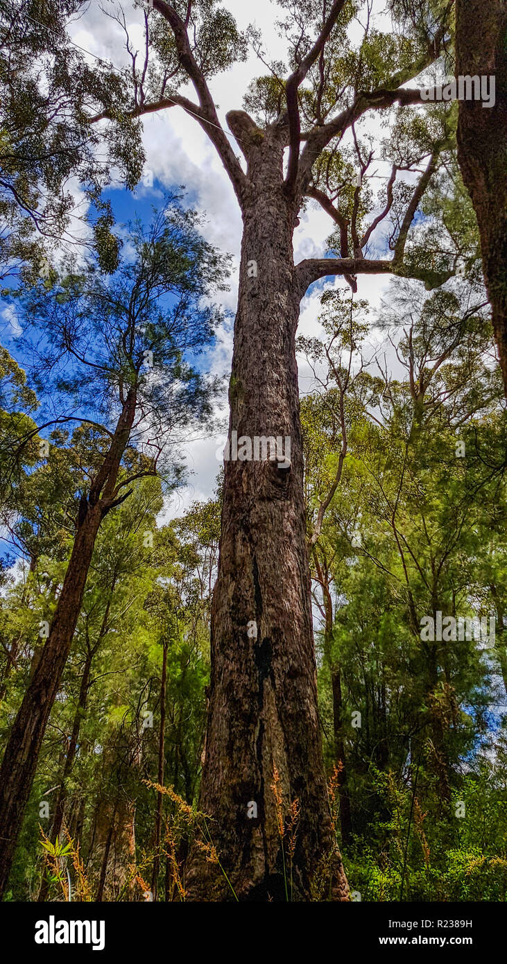 Hohen Baum, Tal der Riesen Tree Top Walk, Tingledale, Western Australia Stockfoto