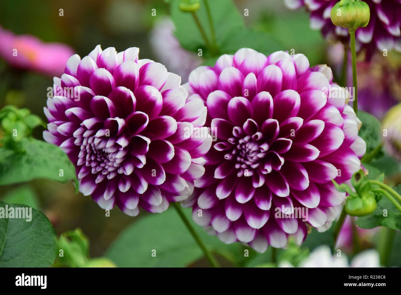 Zwei violette und weiße Dahlie Blumen Stockfoto