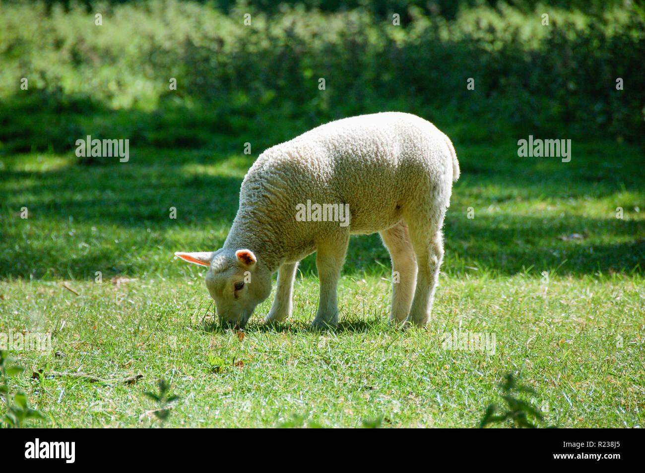 Lamm Weiden im Feld Stockfoto