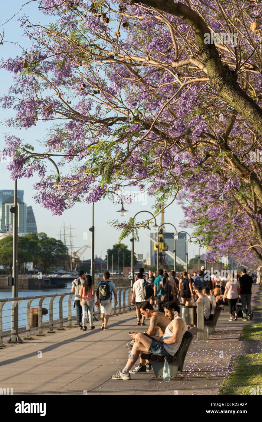 Jacaranda Bäume in Buenos Aires, Argentinien, im Frühling Stockfoto