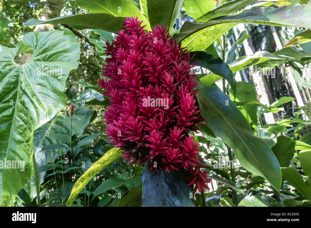 Leuchtend rote Alpinia purpurata' Tahitian Double" in Hilo, Hawaii. Tropischer Regenwald im Hintergrund. Stockfoto