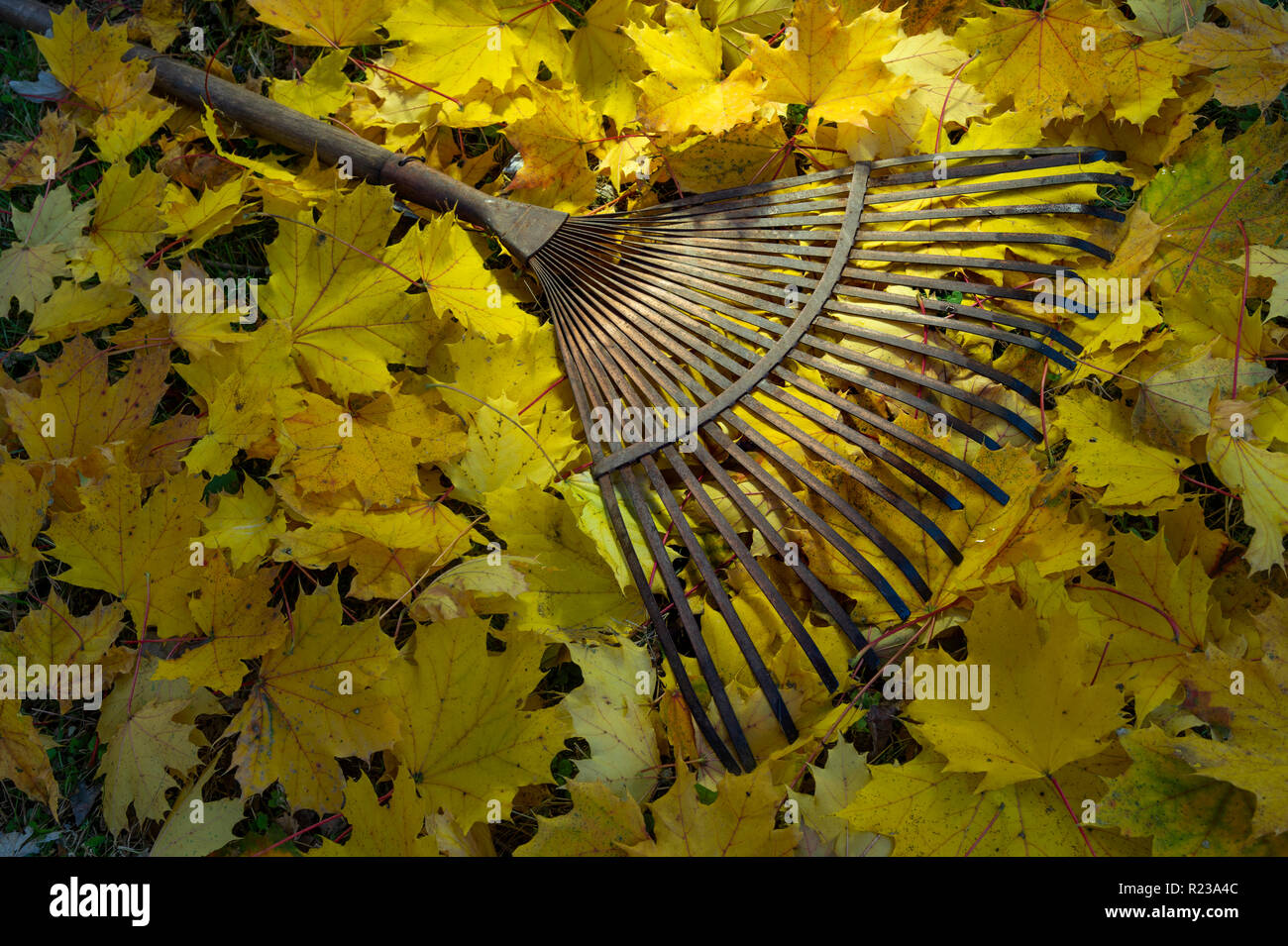 Alte Metall Blatt Rechen mit gelbem Ahorn Blätter Herbst Szene Stockfoto