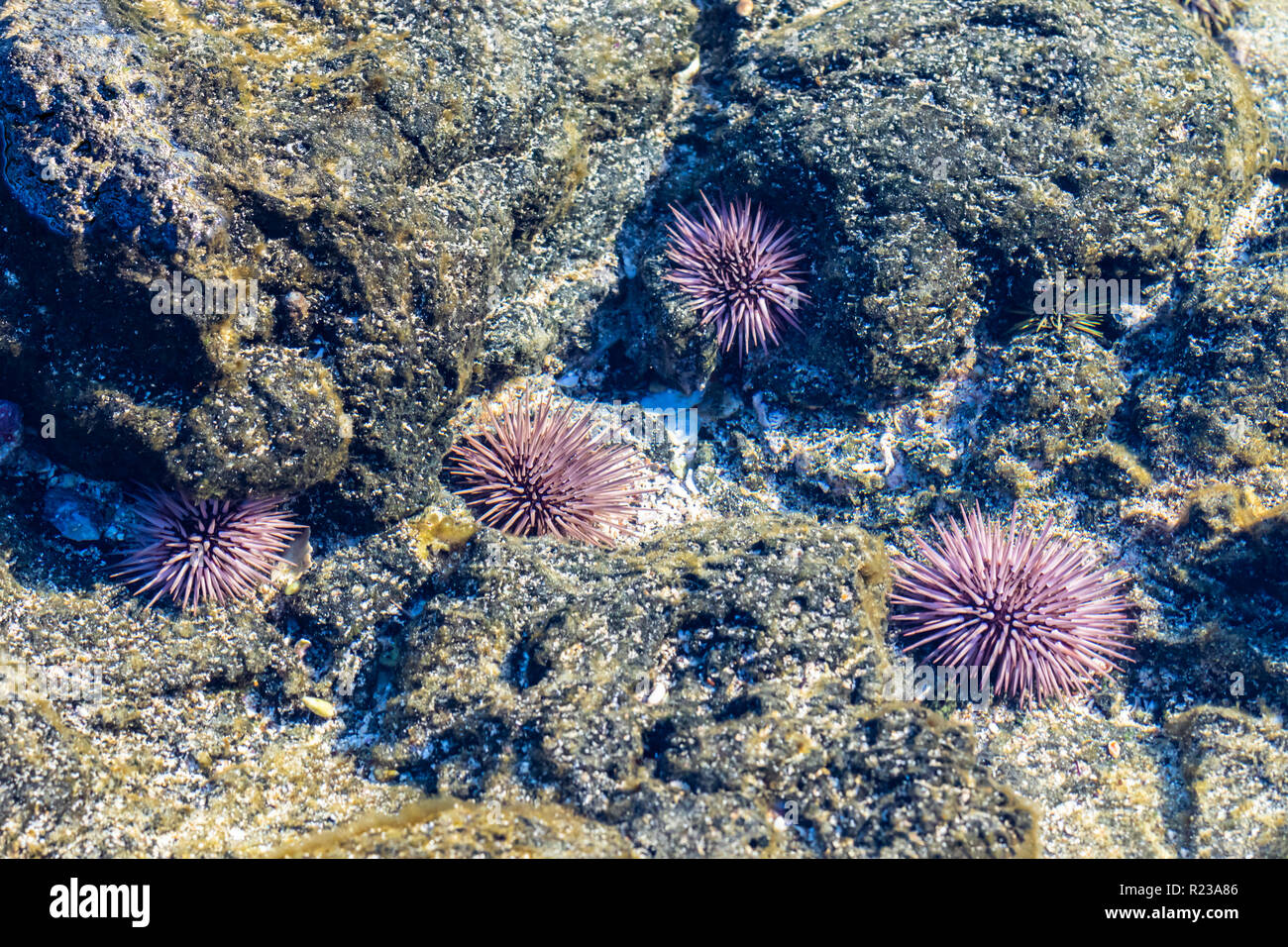 Pink und Lavendel Seeigel in flachen tide pool in der Nähe von Kona, Hawaii. Sitzen unter den vulkanischen Felsen bei Ebbe. Stockfoto