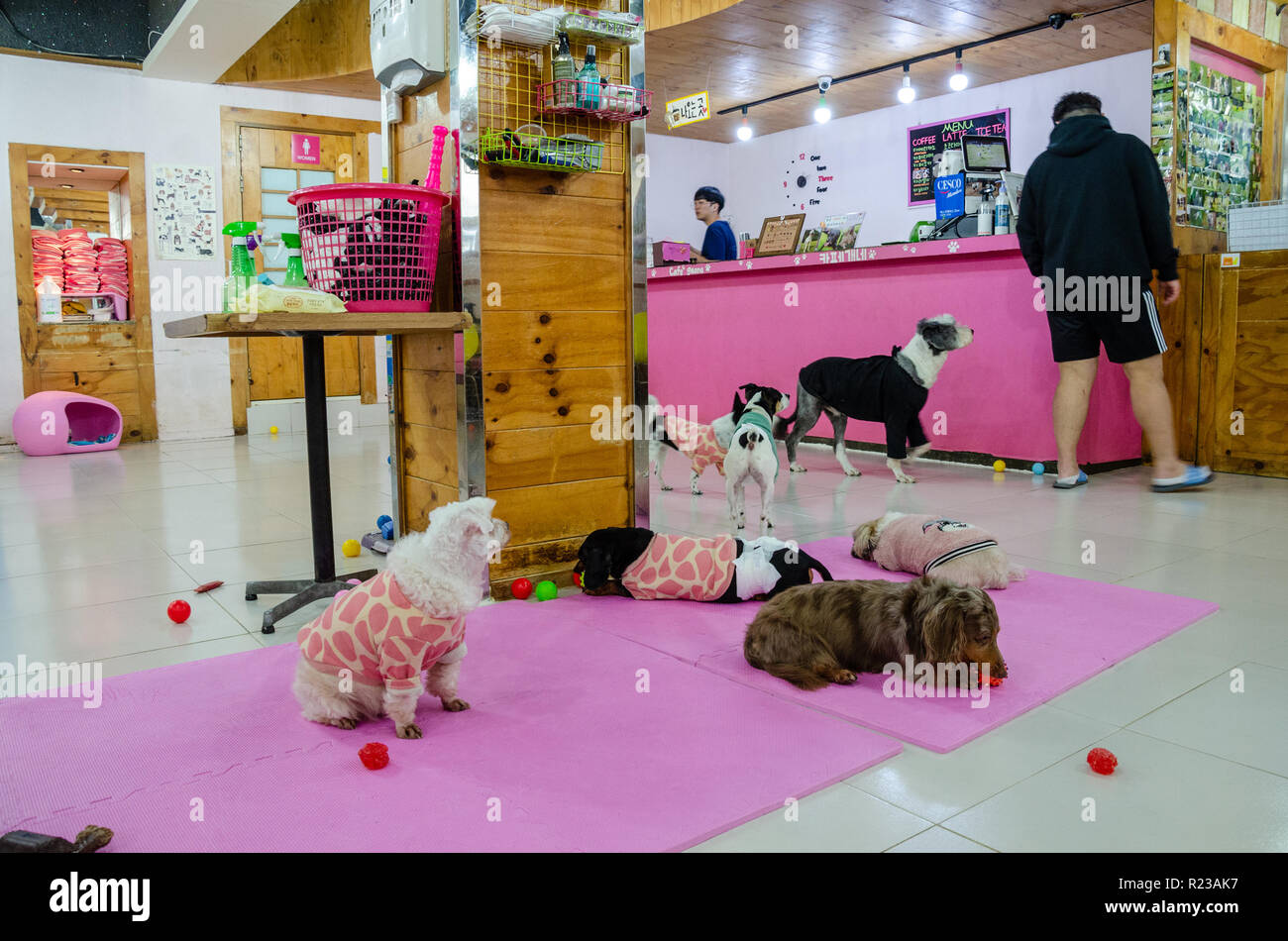 indre let at blive såret pie Ein Hund cafe in Myeongdong in Seoul in Südkorea mit oink Dekor und viel  kleine Hunde Stockfotografie - Alamy