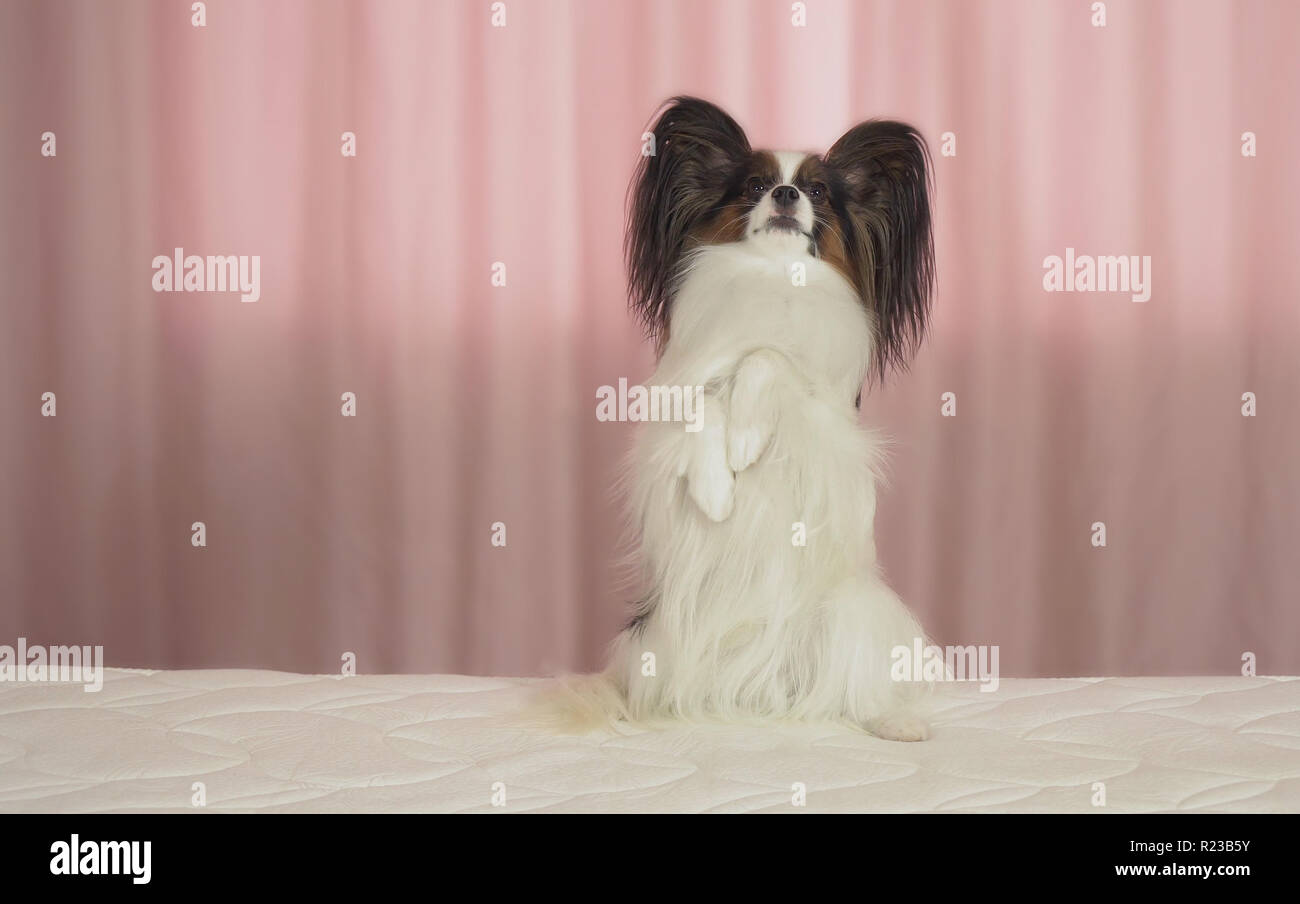 Schöner Hund Papillon sitzt auf dem Bett und stand auf seinen Hinterbeinen Stockfoto