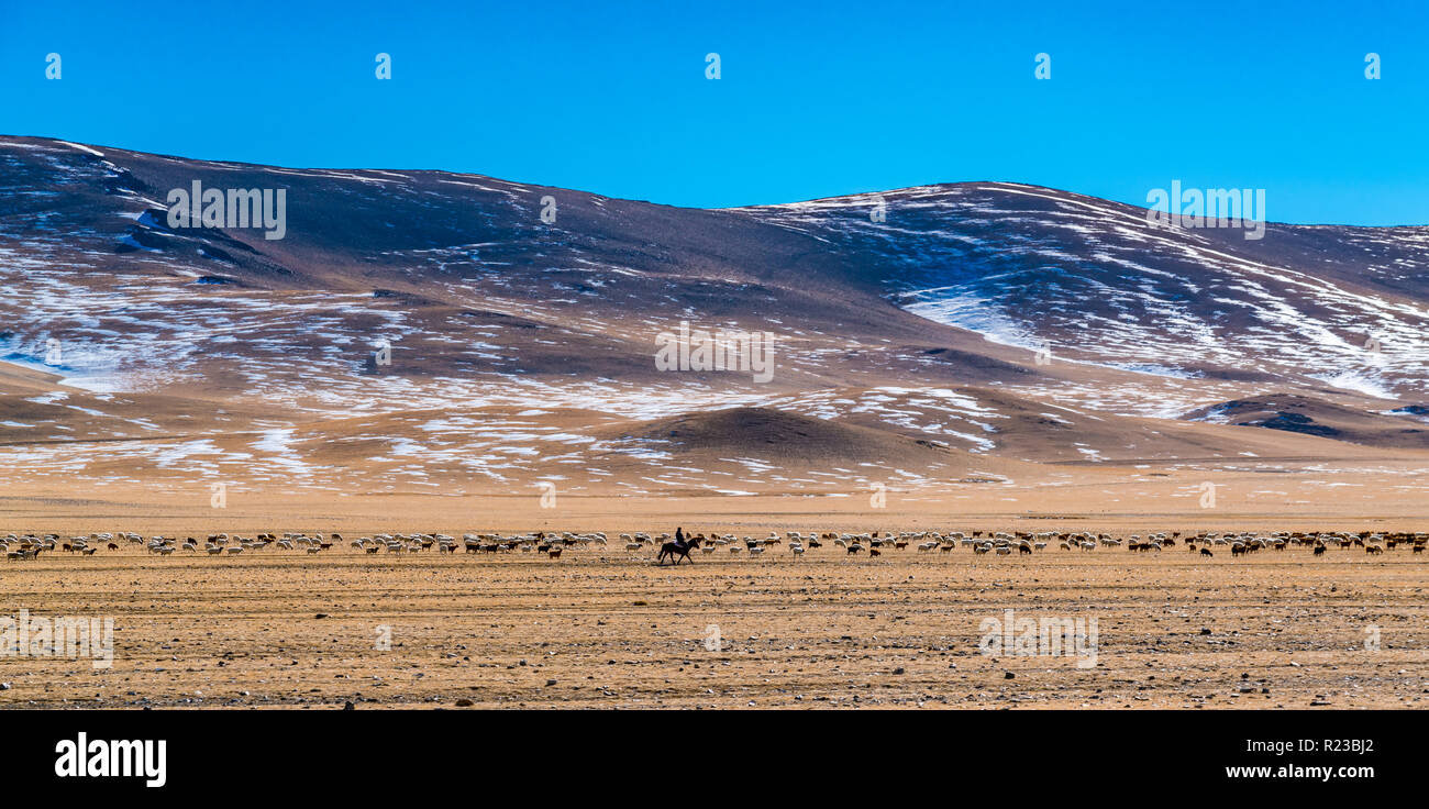 Paroramic Blick auf eine Herde von Schafen und Ziegen grasen in der Steppe vor dem Hintergrund hoher Berg in Ulgii Mongolei Stockfoto