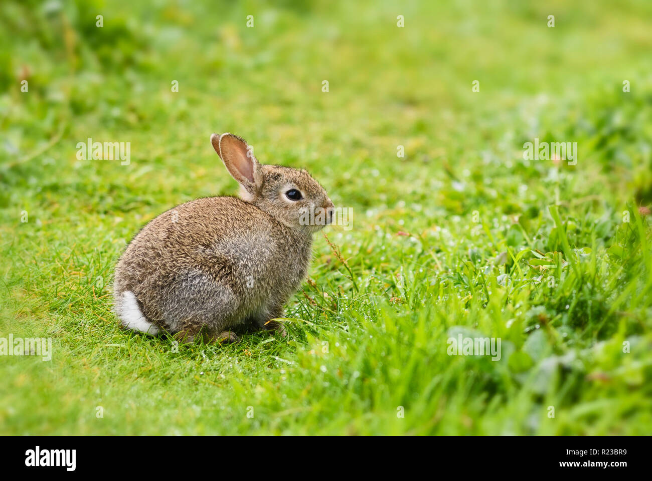 Europäische Kaninchen - Oryctolagus cuniculus, niedliche kleine Säugetier aus europäischen Wiesen und Weideland, Shetlandinseln, UK. Stockfoto