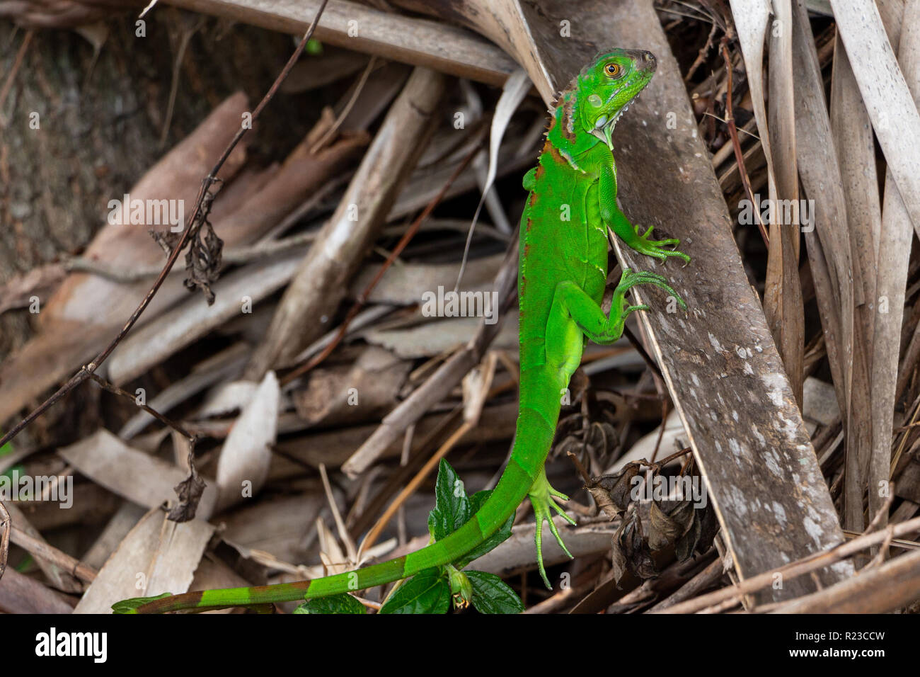 Juvenile Grüner Leguan (Iguana iguana) - Topeekeegee Yugnee (TY) Park, Hollywood, Florida, USA Stockfoto