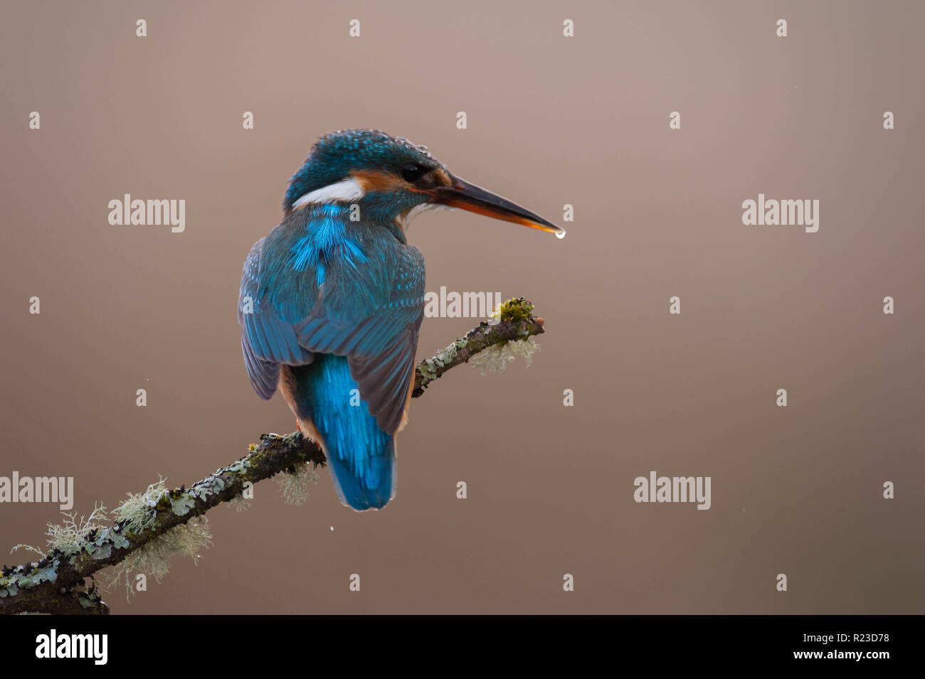 Kingfisher thront in schönes Licht mit Tropfen am Ende der Schnabel. Stockfoto