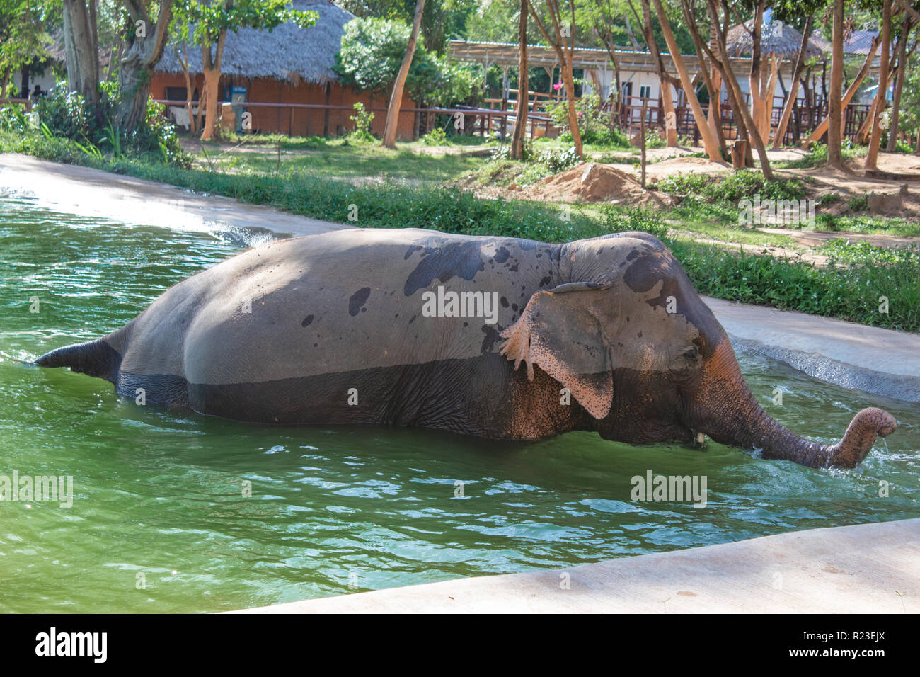 Elefant in der Badewanne in gleißendes Sonnenlicht Stockfoto