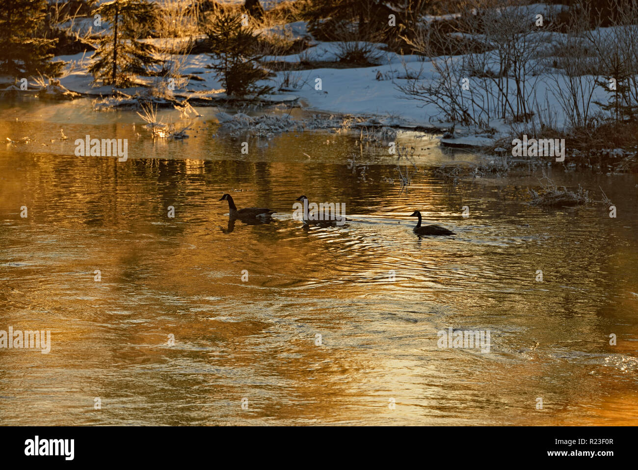 Wandernde Gänse schwimmen in Junction Creek in der Morgendämmerung, Greater Sudbury, Ontario, Kanada Stockfoto