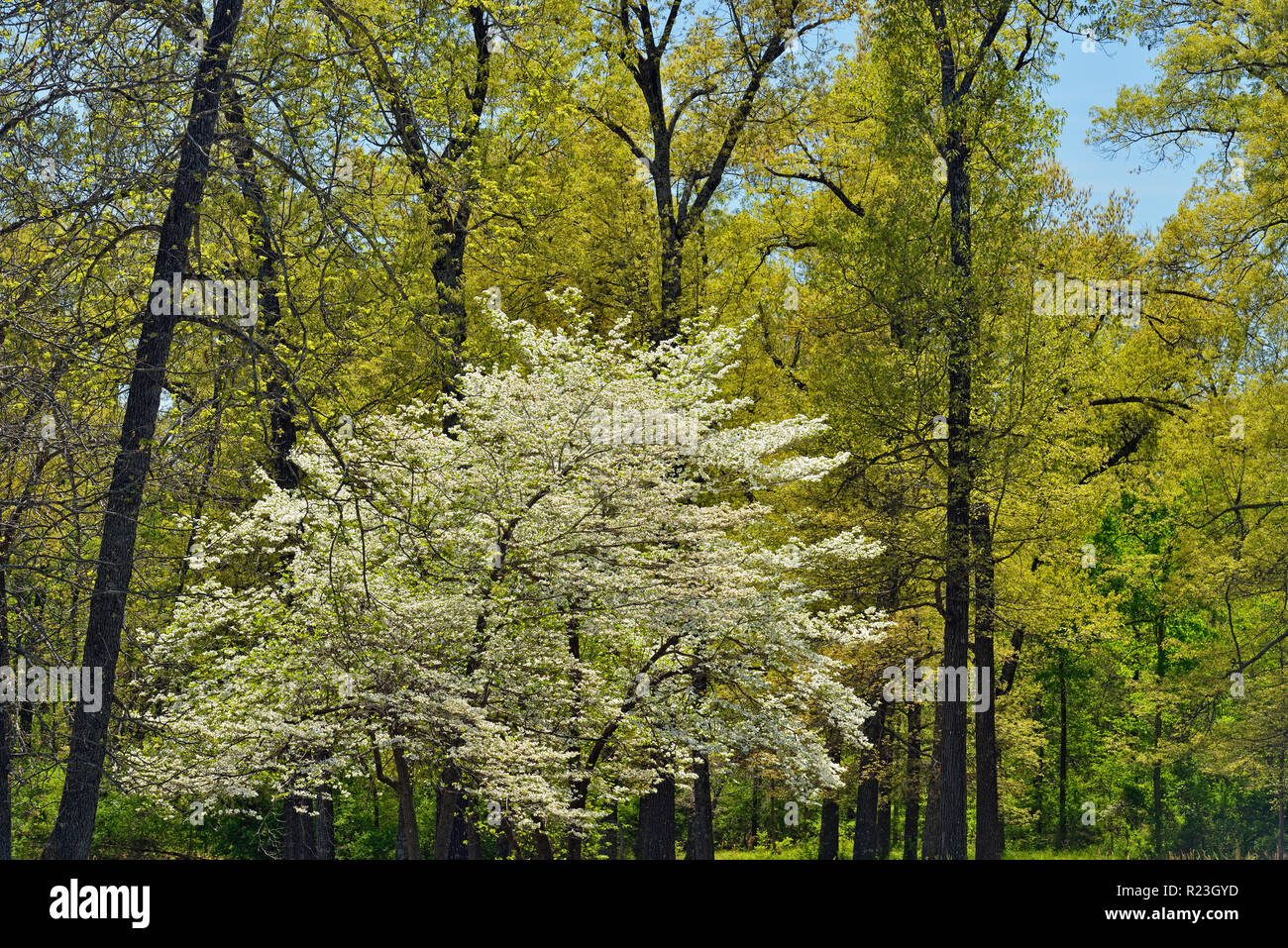 Frühling Laub, blätterten in Laubbäumen, blühende Hartriegel, Gassville, Arkansas, USA Stockfoto