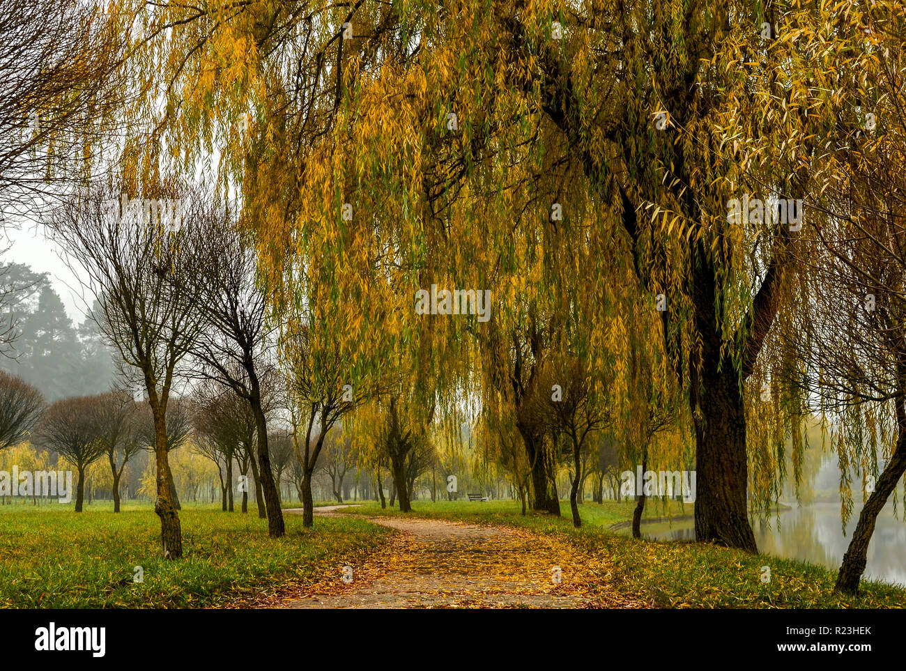Der Pfad mit der Gefallenen gelbe Blätter in einer Stadt Park vor dem Hintergrund der Herbst Landschaft in der Nähe des Flusses bedeckt. Bewölkt nebligen Morgen in der g Stockfoto