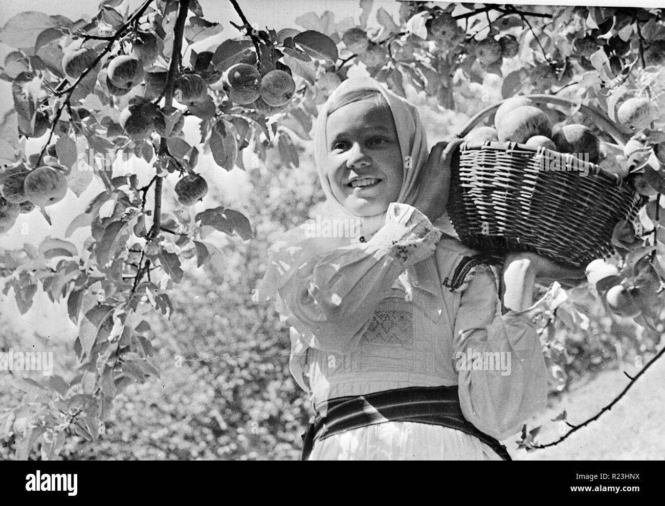 Aurora Kolchose, Mari autonome Republik, UDSSR (Union der Sozialistischen Sowjetrepubliken). Ein Arbeiter mit frisch gepflückten Äpfel zwischen 1930 und 1940 Stockfoto