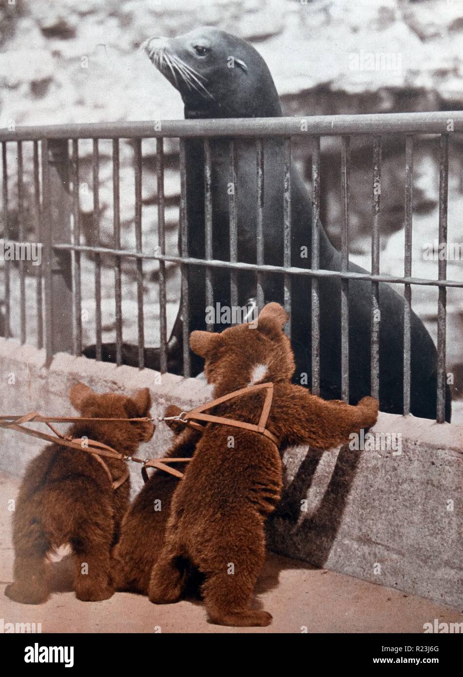 Brown Bear Cubs "und" Seelöwen im Londoner Zoo, 1936 Stockfoto
